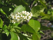 common chokecherry (Prunus virginiana)